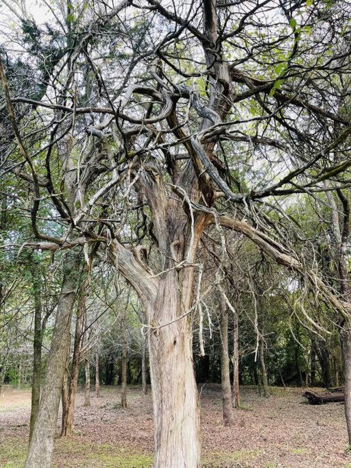 Bastrop Tiny Disc Golf Retreat Villa Ngoại thất bức ảnh
